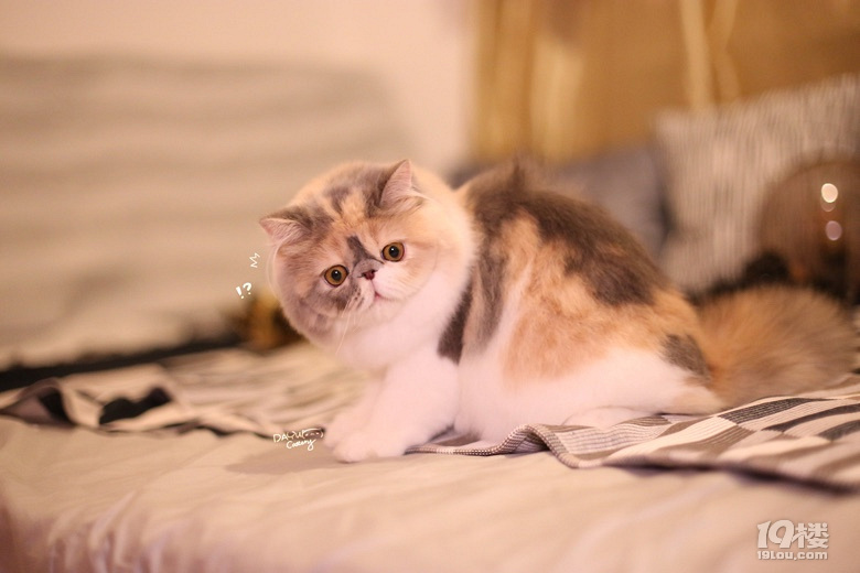 cfa双血统带证书 异国短毛猫 加菲猫 浅三花 乳色梵文