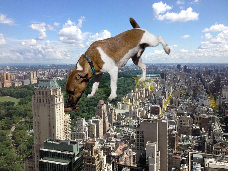 狗为什么倒立拉尿,真相是这样的