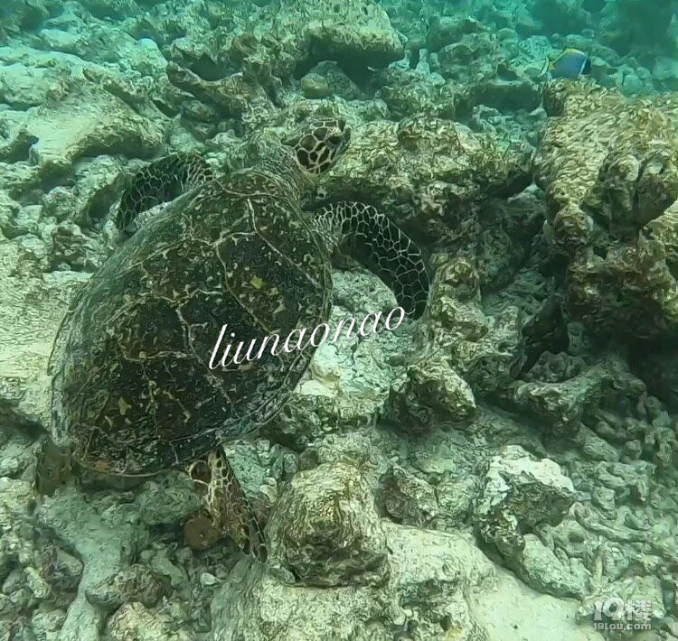 馬爾代夫akv島c&l 蜜月旅行