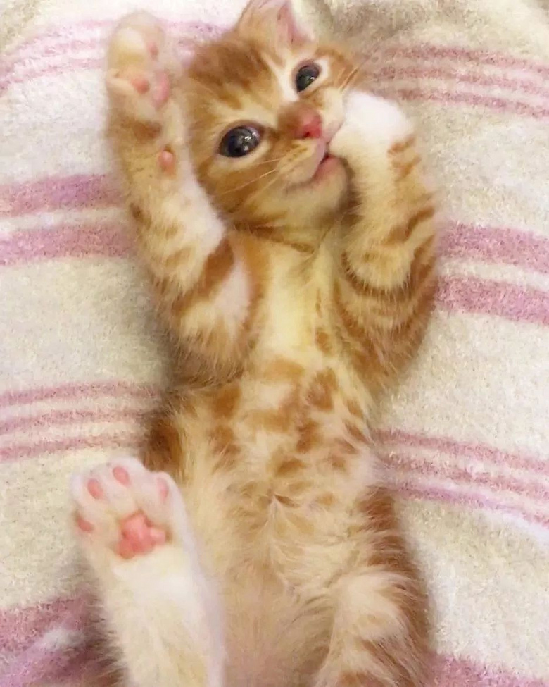 小奶橘盖上被子后开心到举手手,萌出了星星眼!