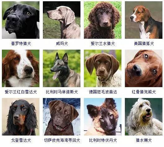 哈希娱乐- 哈希游戏平台- 哈希游戏官方网站想开宠物店应该去哪所宠物美容学校学习