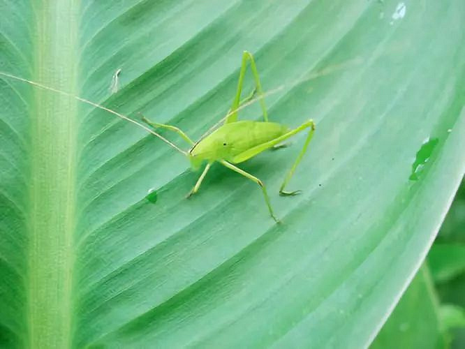 纺织娘(fang ze niang)