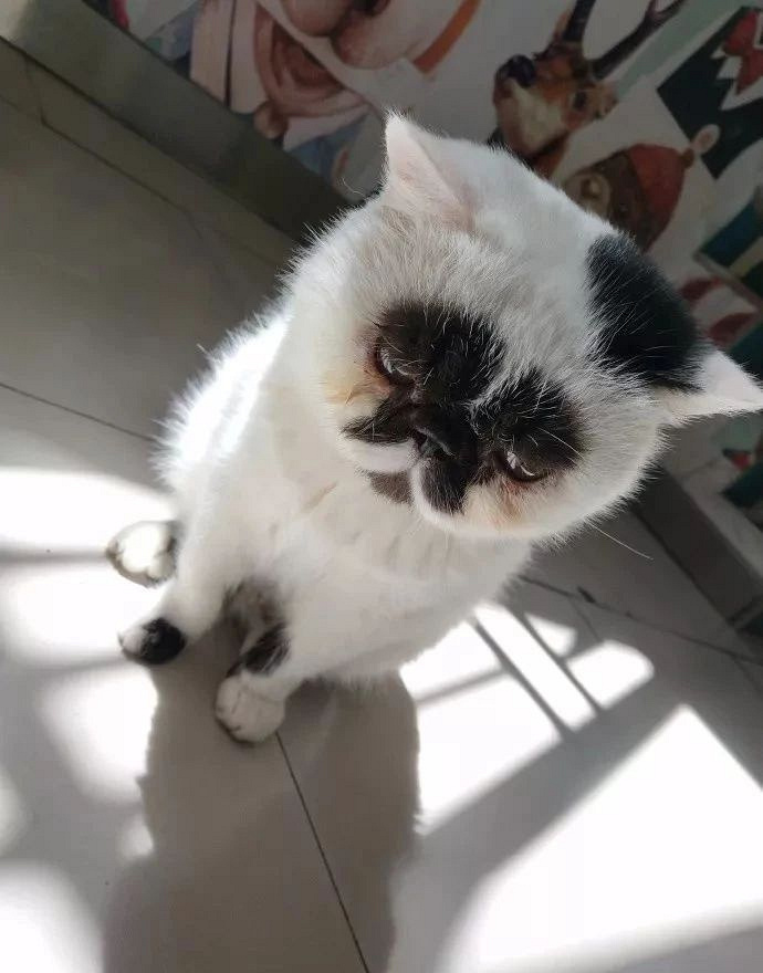 长得像屁屁.奇丑猫"草花"一夕成名,主人怒:才不丑!