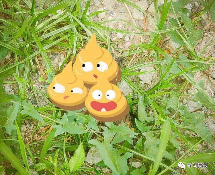 遛狗不清狗粪:可处200元以下罚款!这份魔都狗屎"扫雷图"请