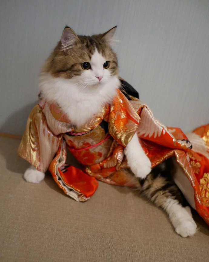 喵星人打扮成了花魁,妖娆不做作,性感不娇柔,妩媚而直率.