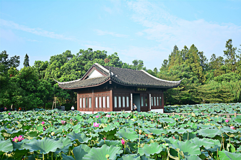 麴院風荷-風景照-19攝區-杭州19樓