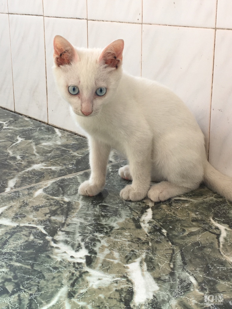 3个月小猫免费送养