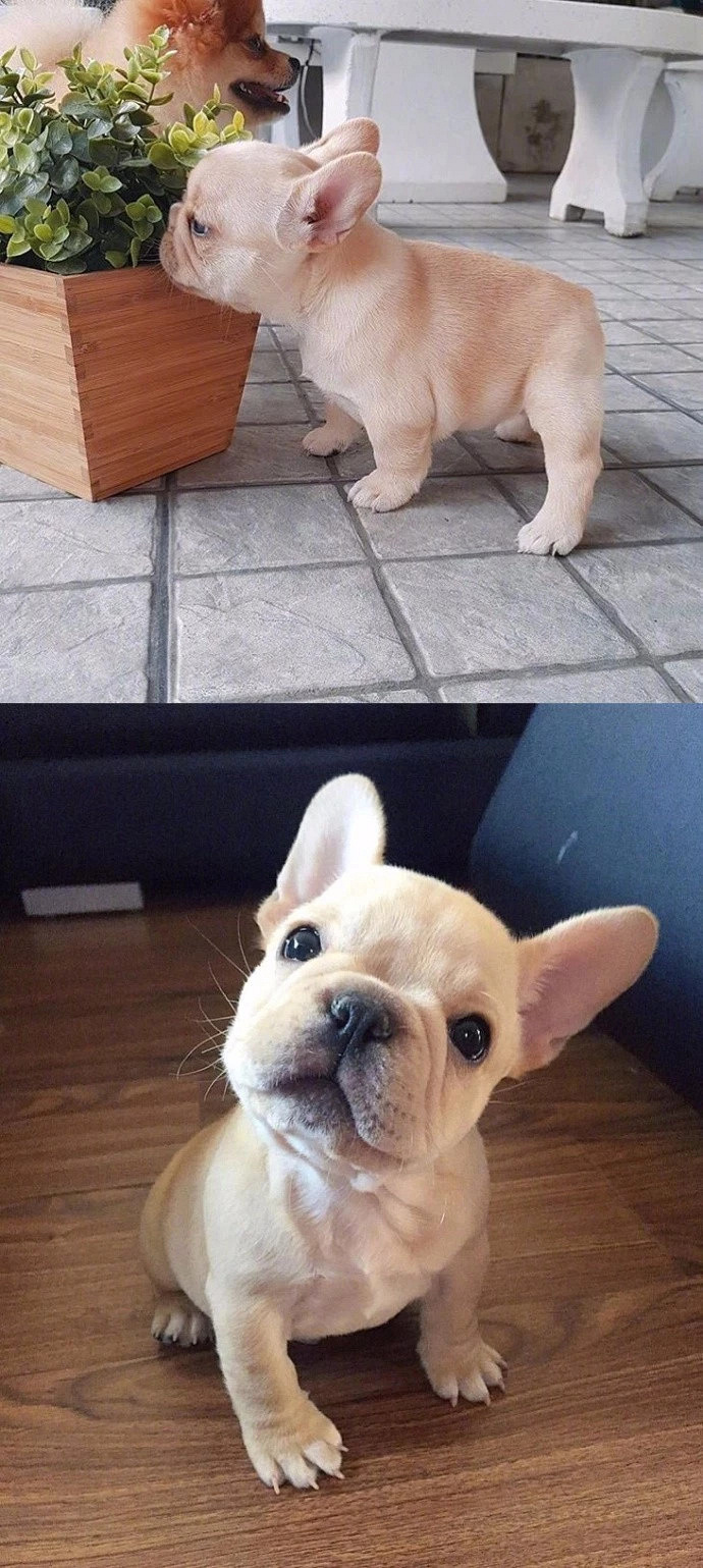 奶油小鲜肉,蠢萌蠢萌的小法斗等你来吸!