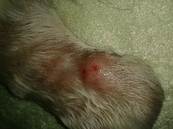 主人徒手为狗狗拔下蜱虫,不料却差点要了"狗命"