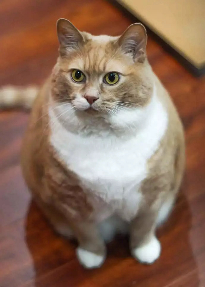 20斤橘猫减肥三年瘦成一道闪电,你呢?