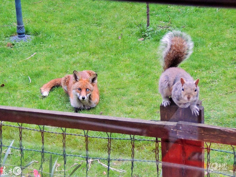 松鼠被狐狸跟踪,急中生智敲打窗户求救,还比出