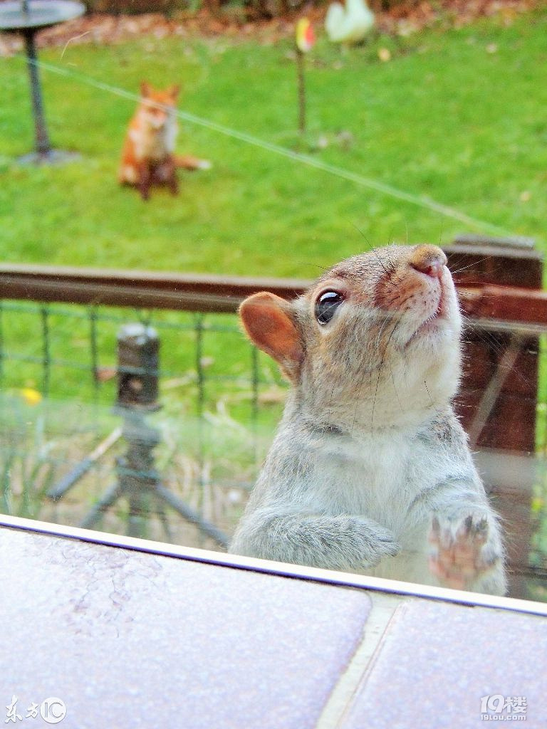 松鼠被狐狸跟踪,急中生智敲打窗户求救,还比出