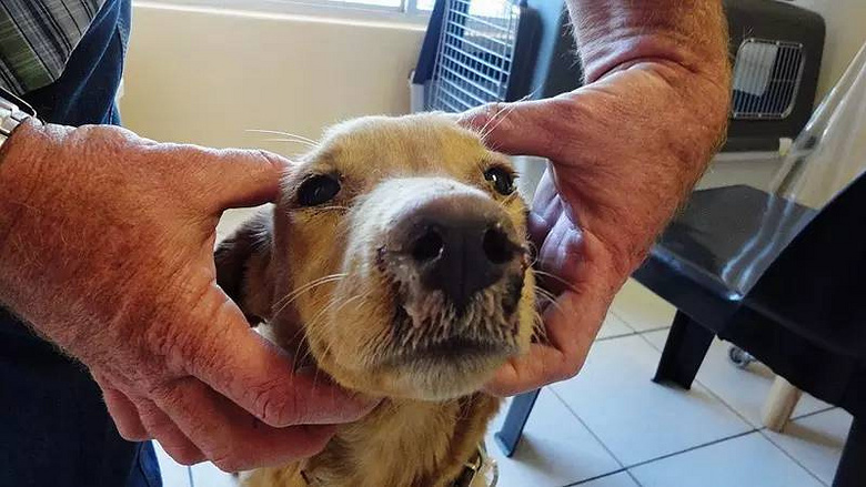 狗狗腹泻有原因