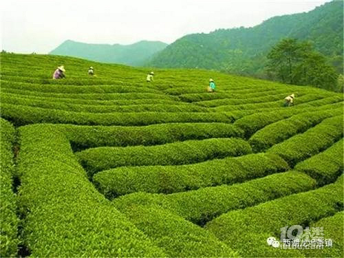 杭州茶叶市场_杭州茶叶市场在哪里