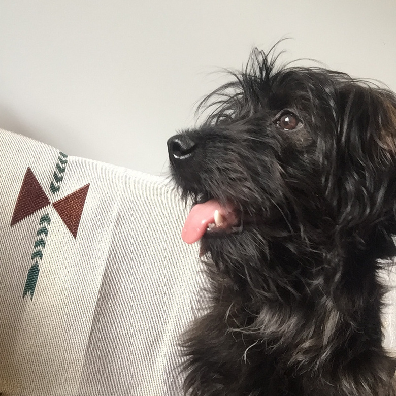 梦里面狗狗咬了我一口,是为了转世后能找到我