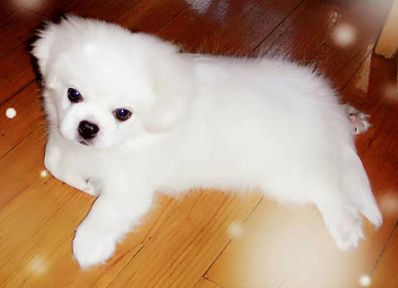 梦里面狗狗咬了我一口,是为了转世后能找到我