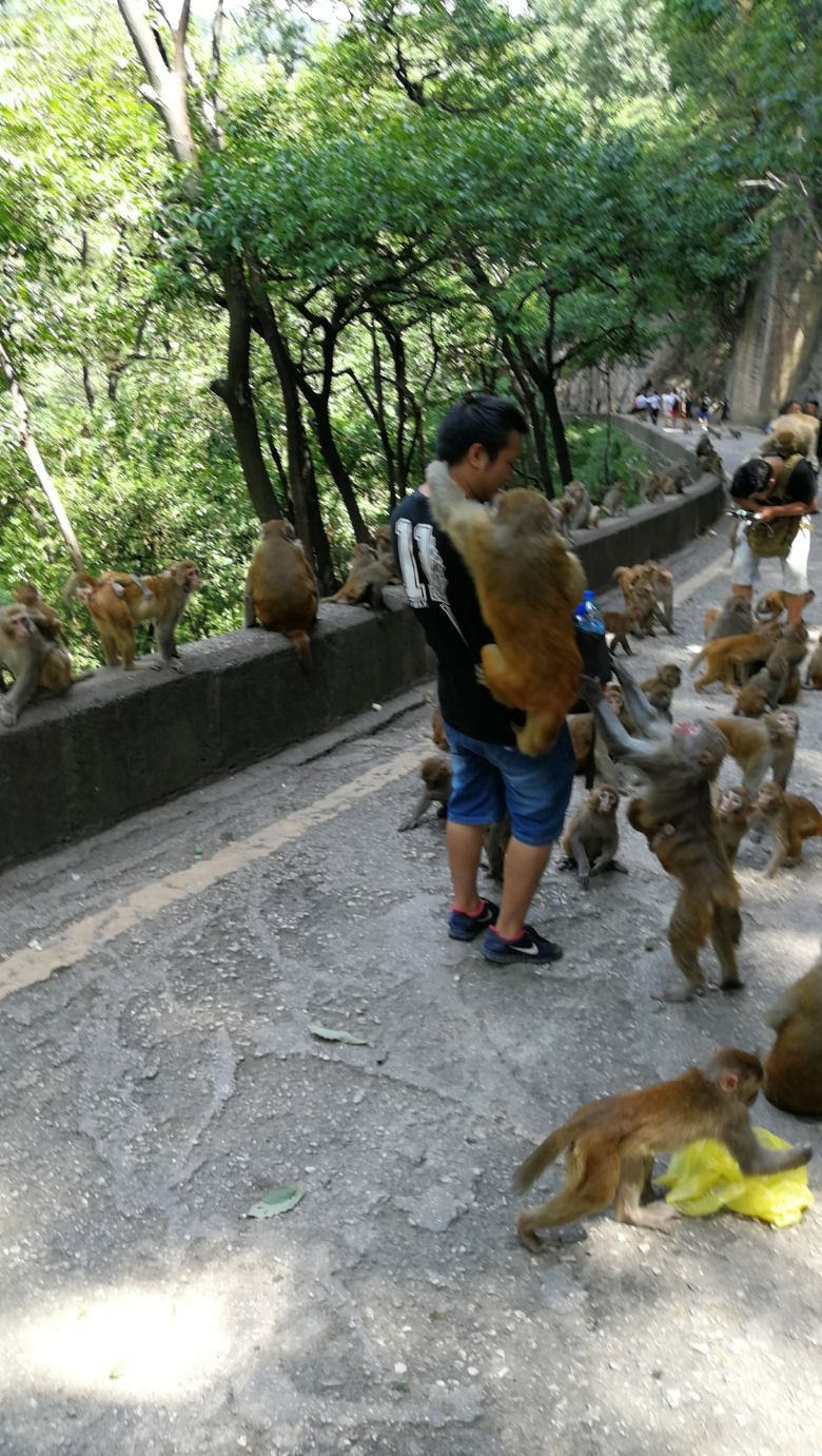 黔灵山公园的人和猴 手机拍于贵阳黔灵山公园-手机随手拍-杭州19楼