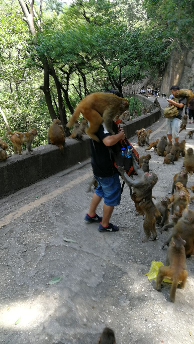 黔灵山公园的人和猴 手机拍于贵阳黔灵山公园