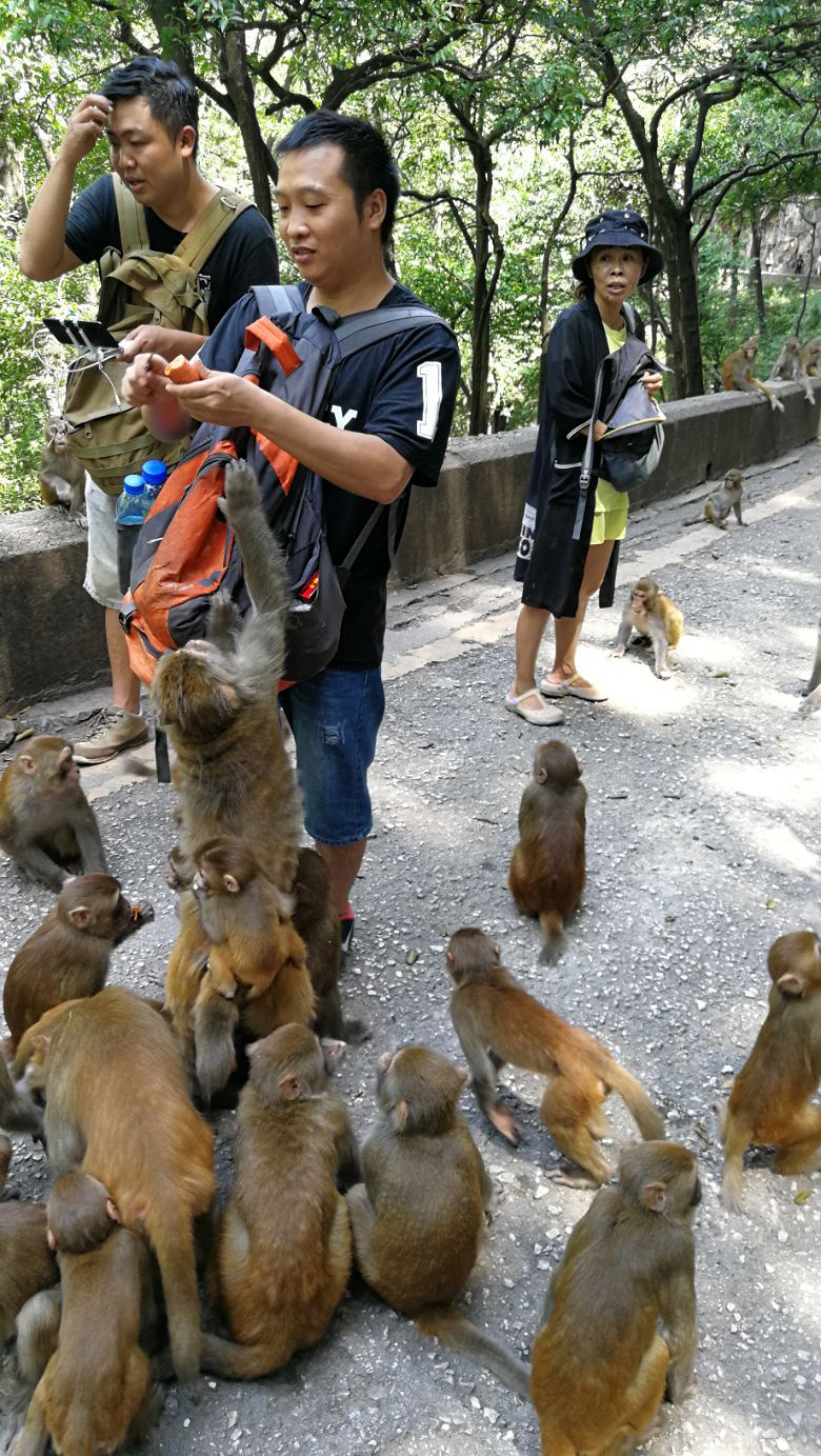 黔灵山公园的人和猴 手机拍于贵阳黔灵山公园-手机随手拍-杭州19楼