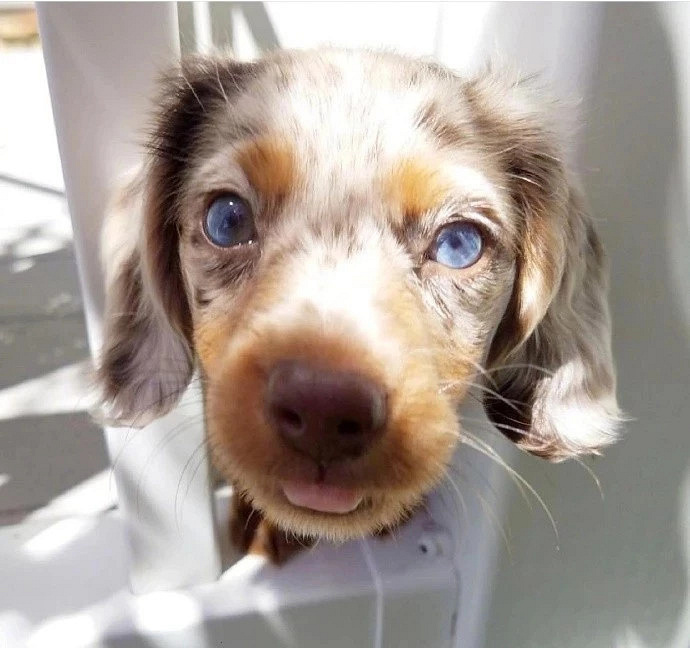 狗狗有双美瞳,还是不花钱的那种!