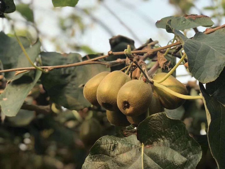 猕猴桃长这样子吖。