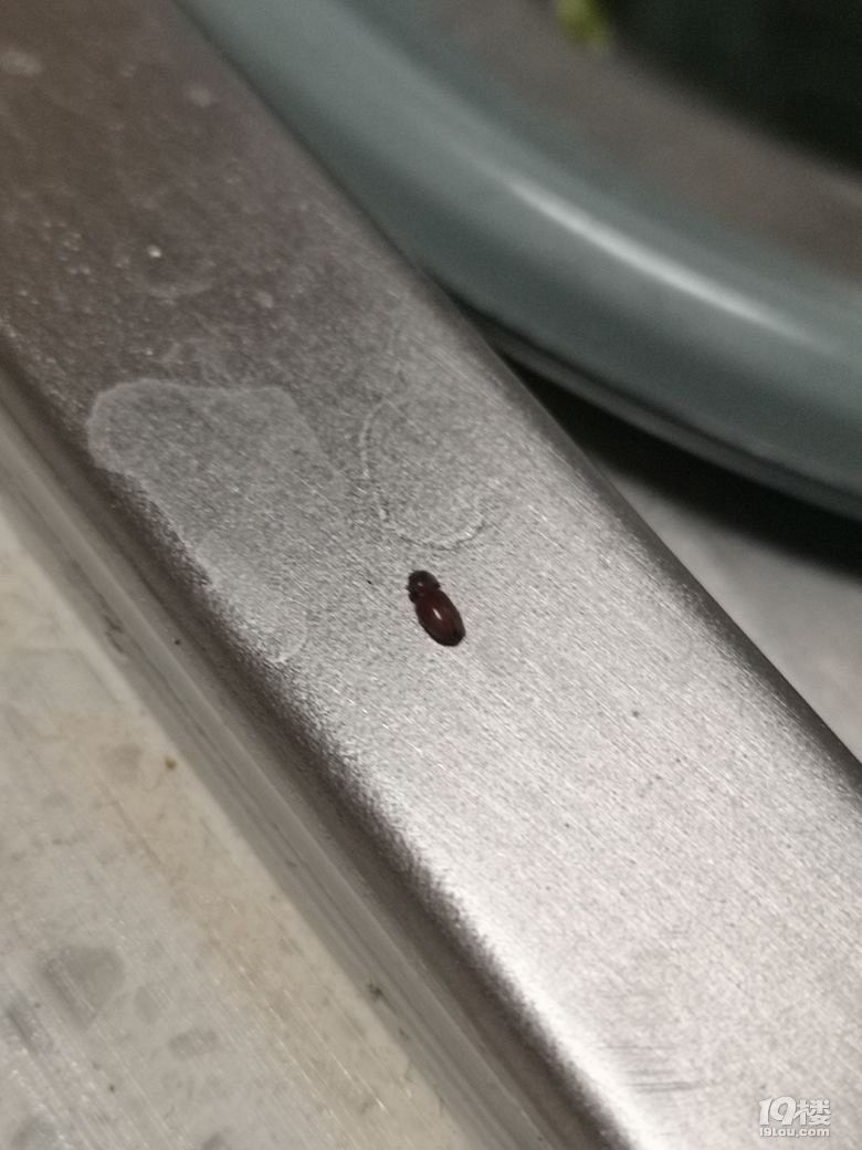 求助急急急家里出现芝麻硬壳小虫子怎么消灭哇