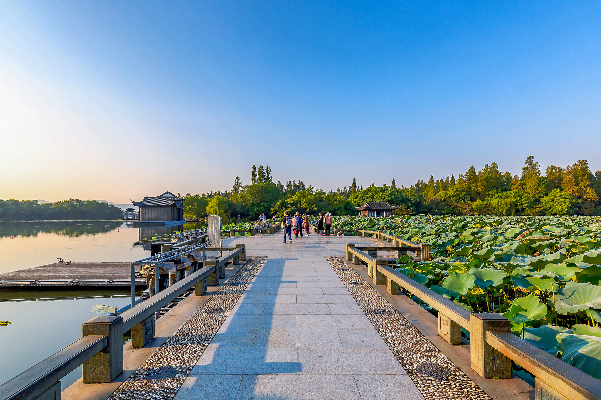 曲院风荷的清晨
