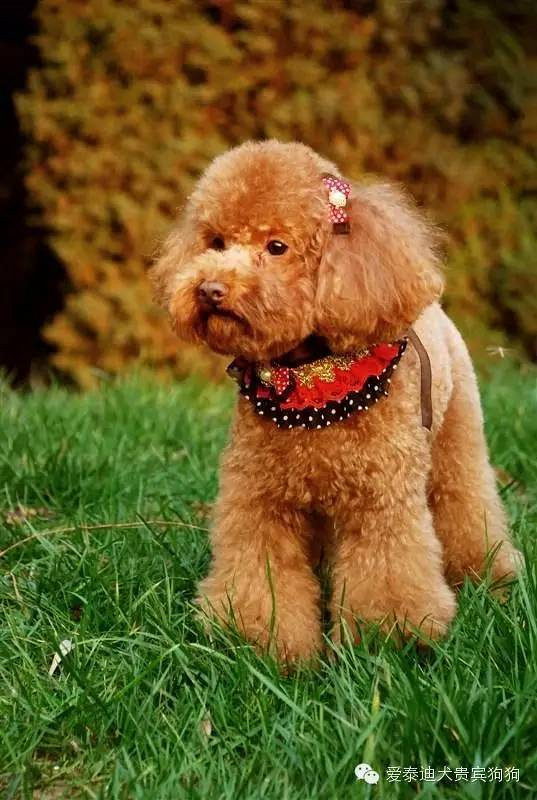 教你怎么养出一只漂亮惹人喜爱的泰迪!