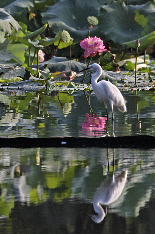 荷花鹭鸟图分享