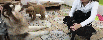 413_161gif 动态图 动图