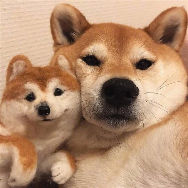 一只柴犬爱上了它自己,画面暖得有点可爱!