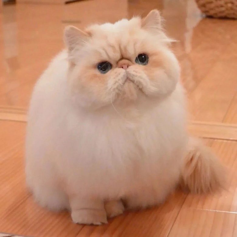 这只九岁的胖胖猫,像一团软糯棉花糖,每天脸上却是大写的不开心