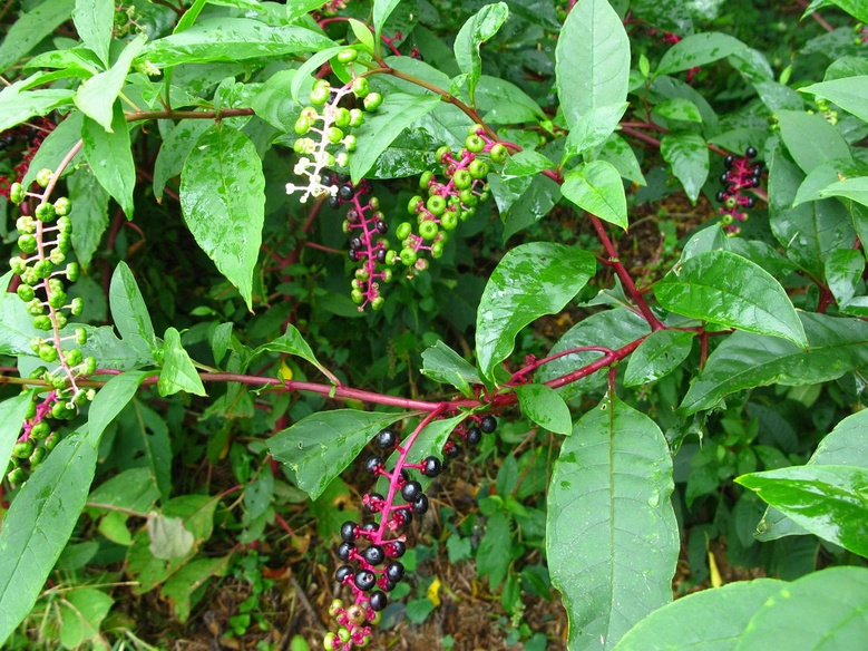 杭州一小伙觉得「体虚」,挖来「宝贝」补身子,结果中毒吐血