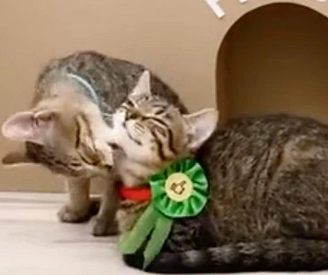 在纸上人都走不出的迷宫,做成实物主子竟然轻