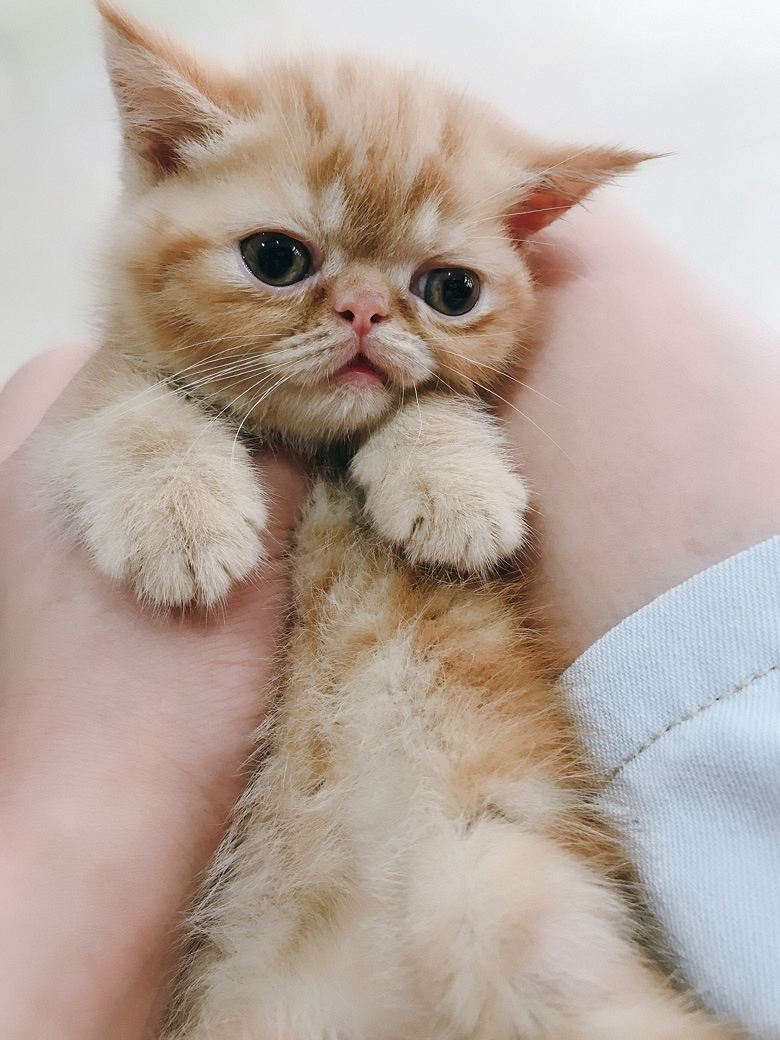 加菲猫,母的喔,求个新家