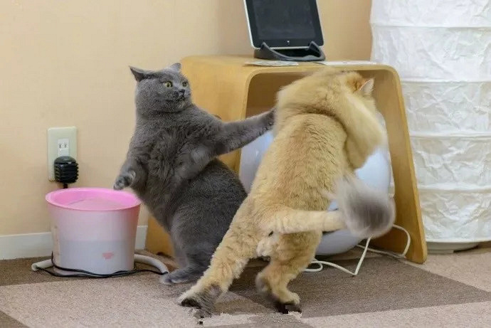 两只猫打架,拉架的竟然是一群狗.