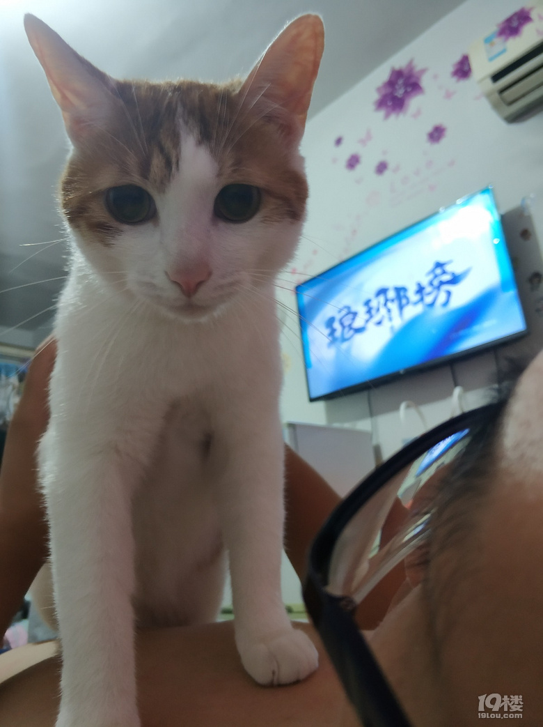 小脏猫日常8