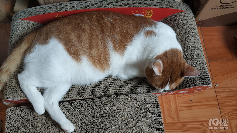 小脏猫日常8