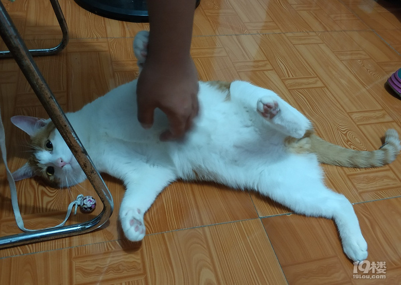 小脏猫日常8