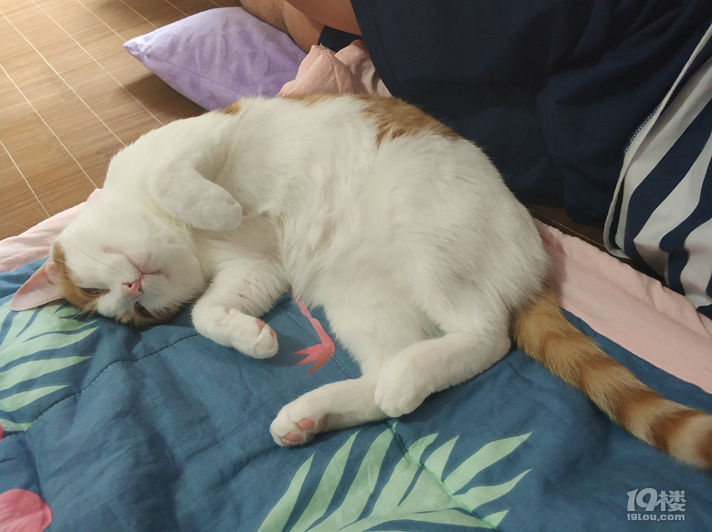小脏猫日常8