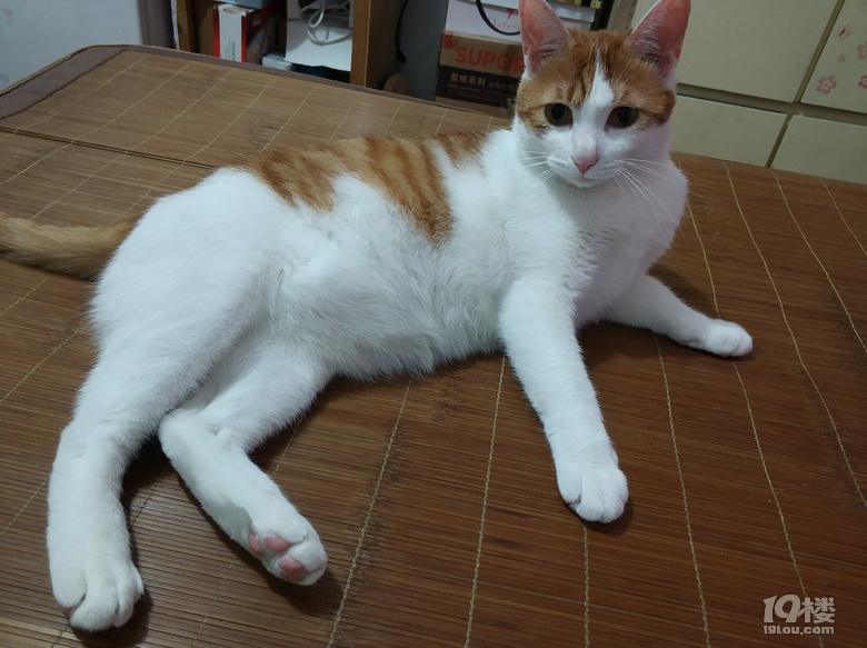 小脏猫日常8