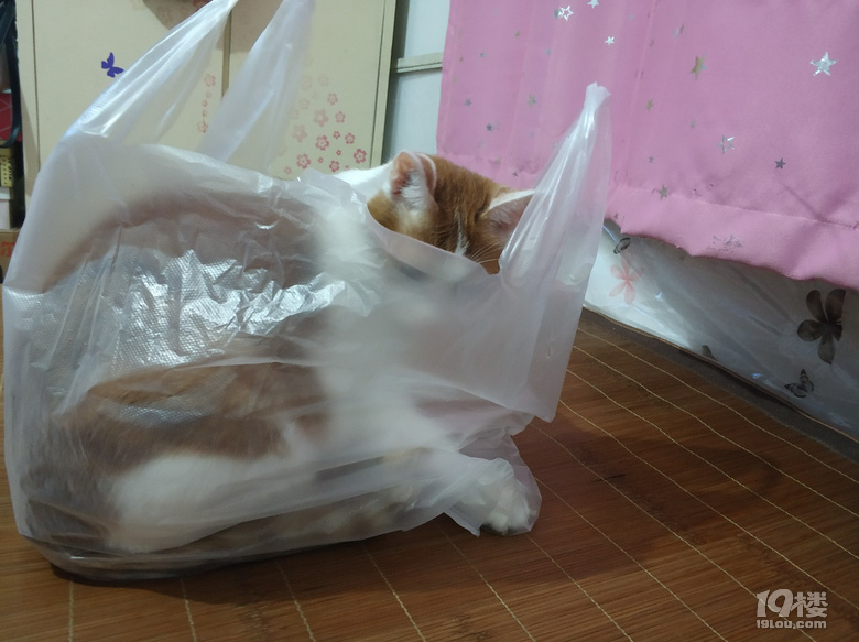 小脏猫日常8