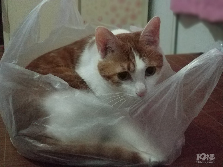 小脏猫日常8