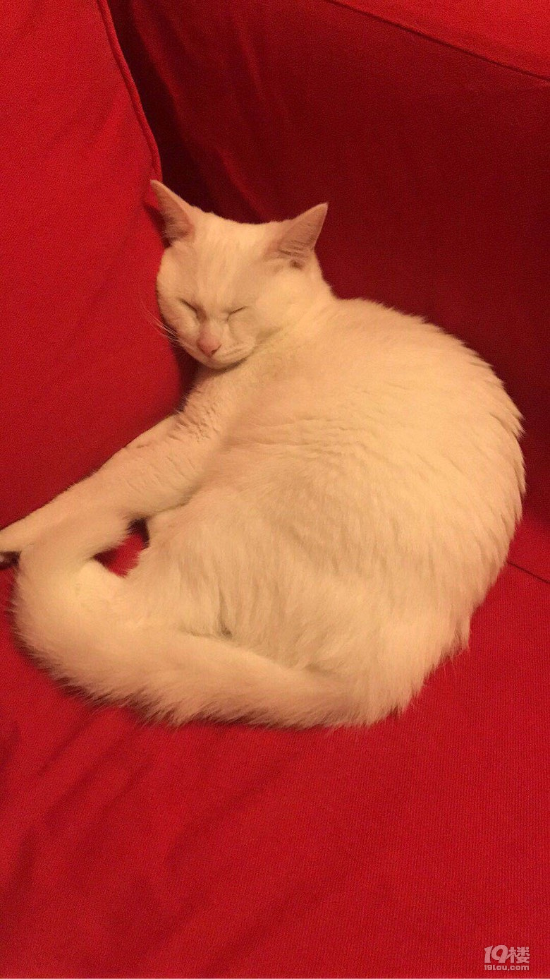 寻猫启事-拱宸桥市二医院白色异瞳猫咪-宠物讨论区-杭州19楼