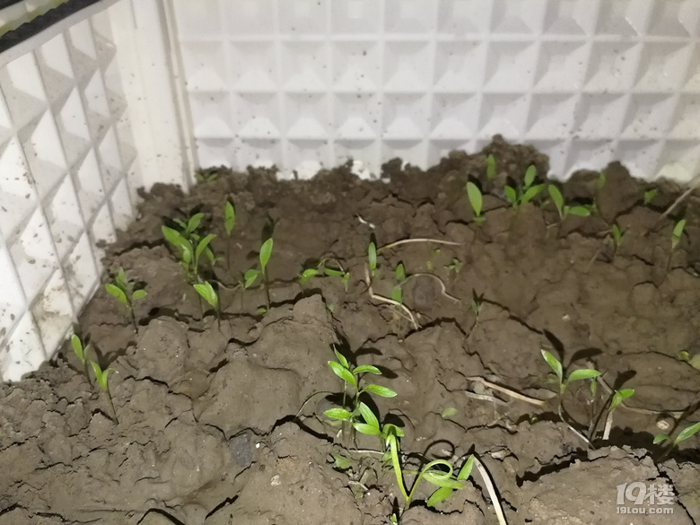 我要自己在出租房内种菜-持续更新
