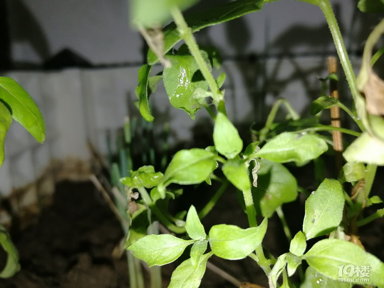 我要自己在出租房内种菜-持续更新
