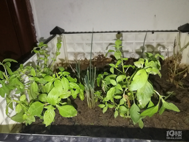 我要自己在出租房内种菜-持续更新