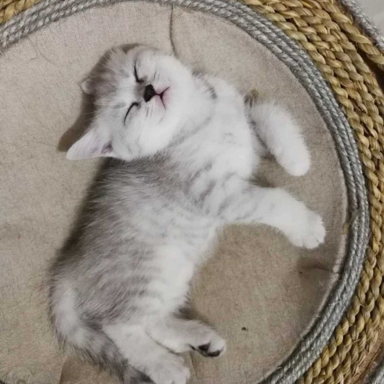 英短 银渐层 小猫出售 自家繁殖 刚二个
