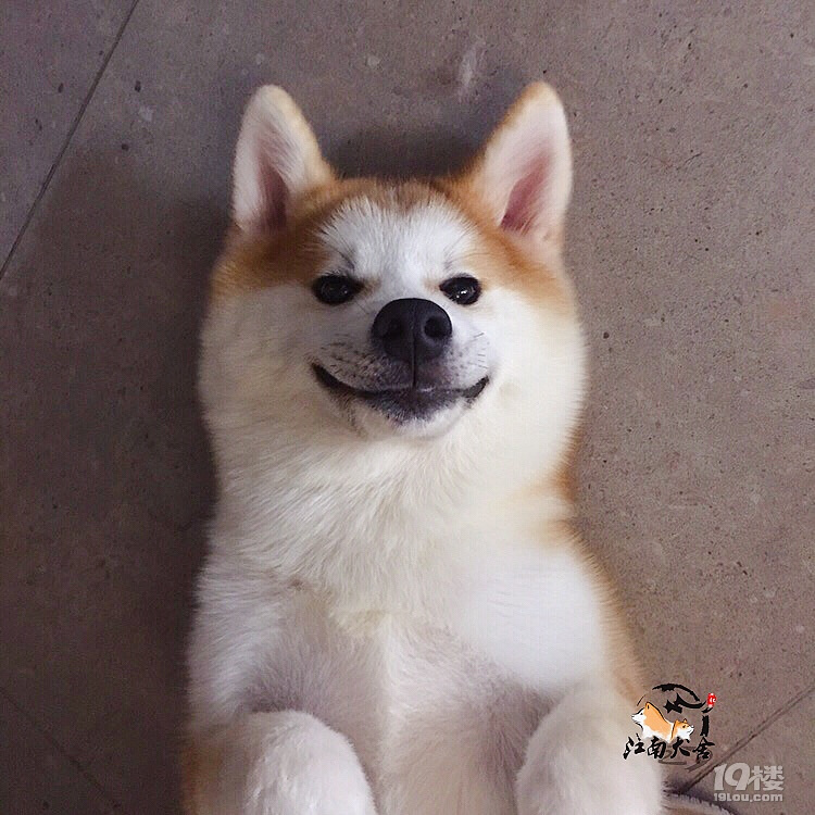 会笑的秋田犬