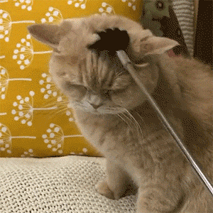 正确的撸猫方式大全先收藏了